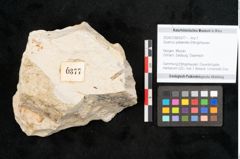 Foto (Objekt + Etikett) von Quercus palaeoilex Ettingshausen (NHMW-GEO-2024-0188-6377)
